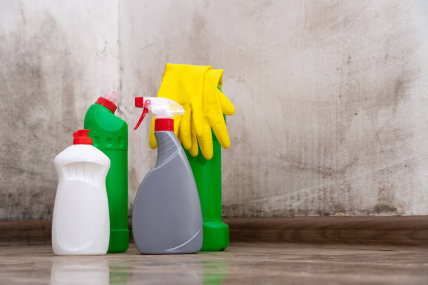 Why You Should Choose Our Mold Remediation Services in Russells Point, OH